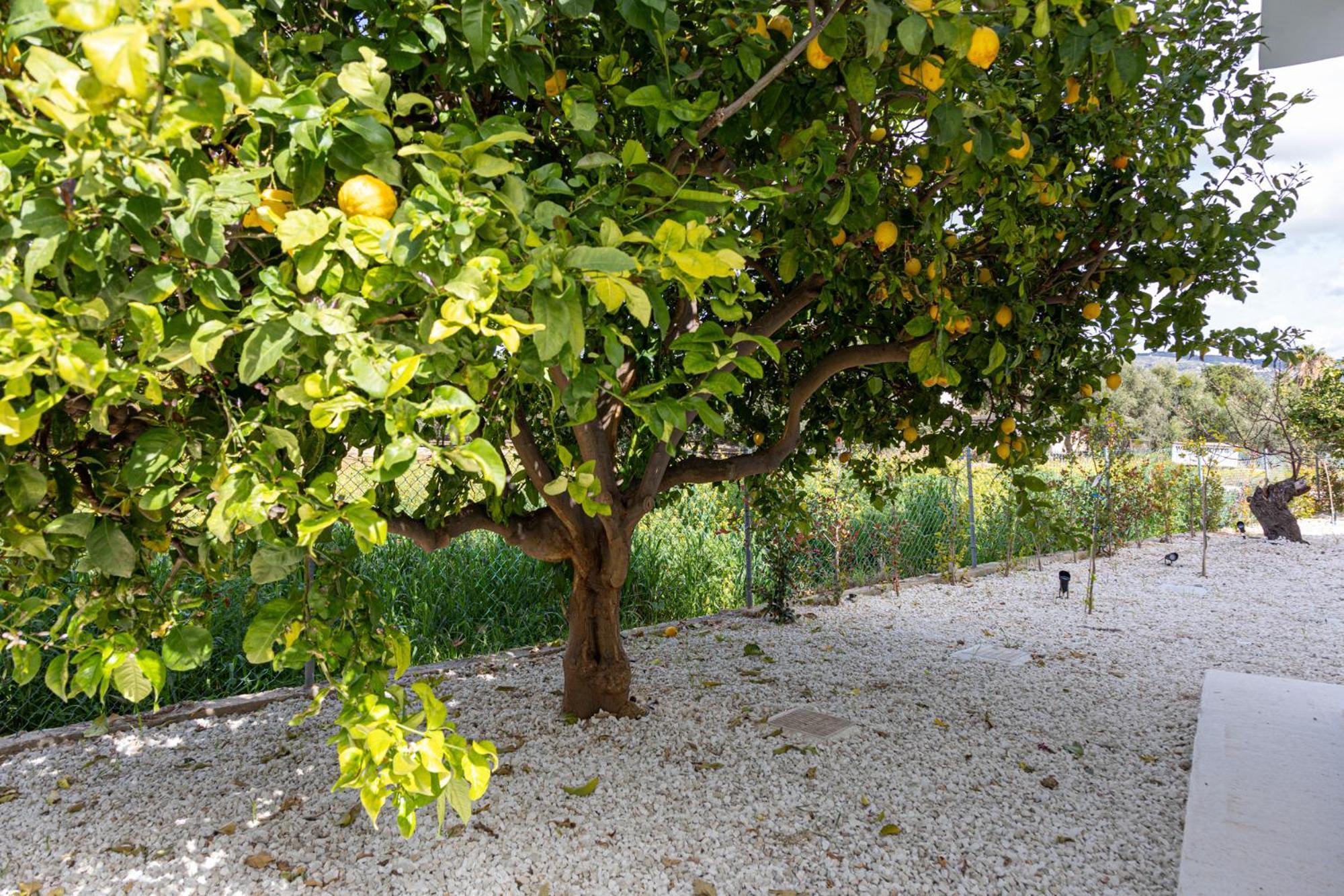 Villa Yolo Peyia Dış mekan fotoğraf